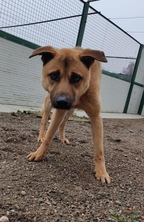 Paperino cane curiosone con mantello fulvo, un po’ schivo Foto 3